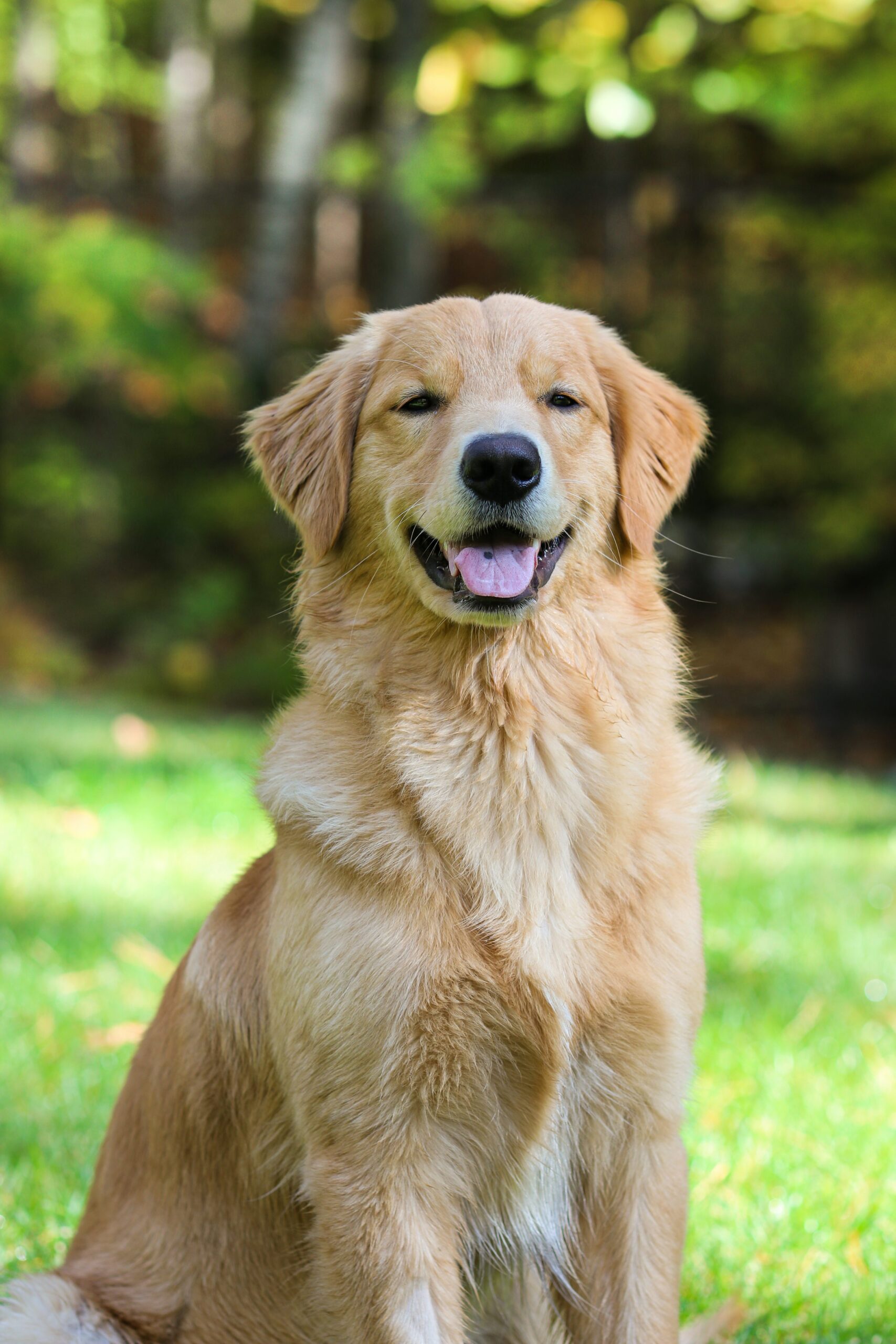 Read more about the article Golden Retriever – 2