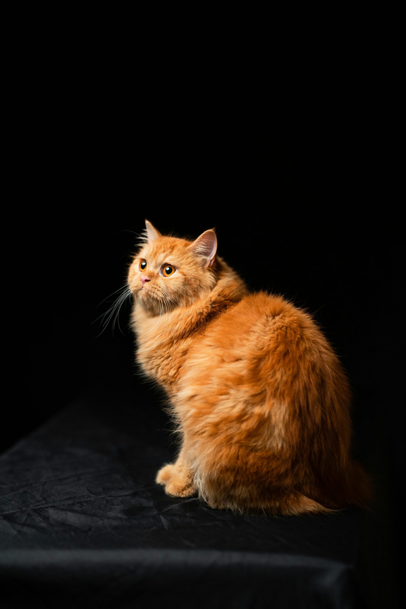 Read more about the article Persian Cat – 2